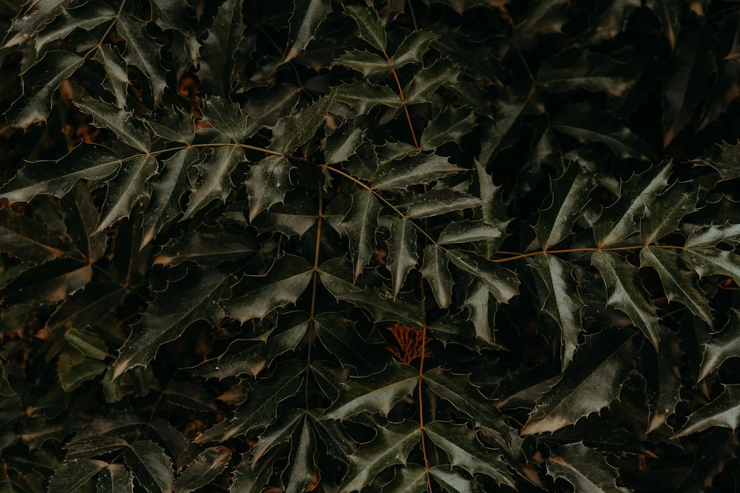 Chi Phí Du Học Mỹ Bao Nhiêu 1 Năm?