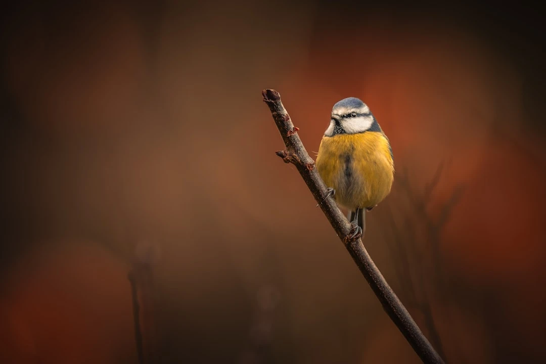 Du học Mỹ khi có hồ sơ định cư: Góc nhìn chuyên gia