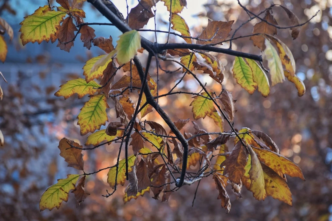 Chi phí du học Mỹ cấp 3 dưới góc nhìn của cố vấn giáo dục